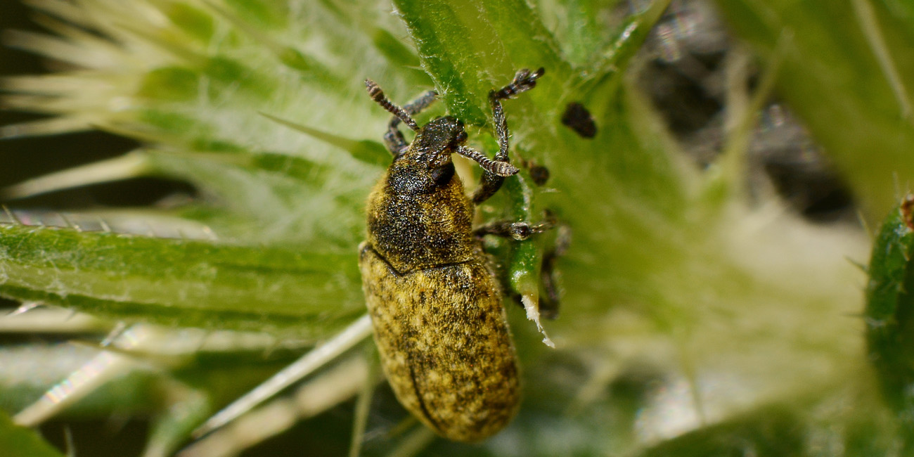 Curculionidae: Rhinocyllus conicus?  Sì!